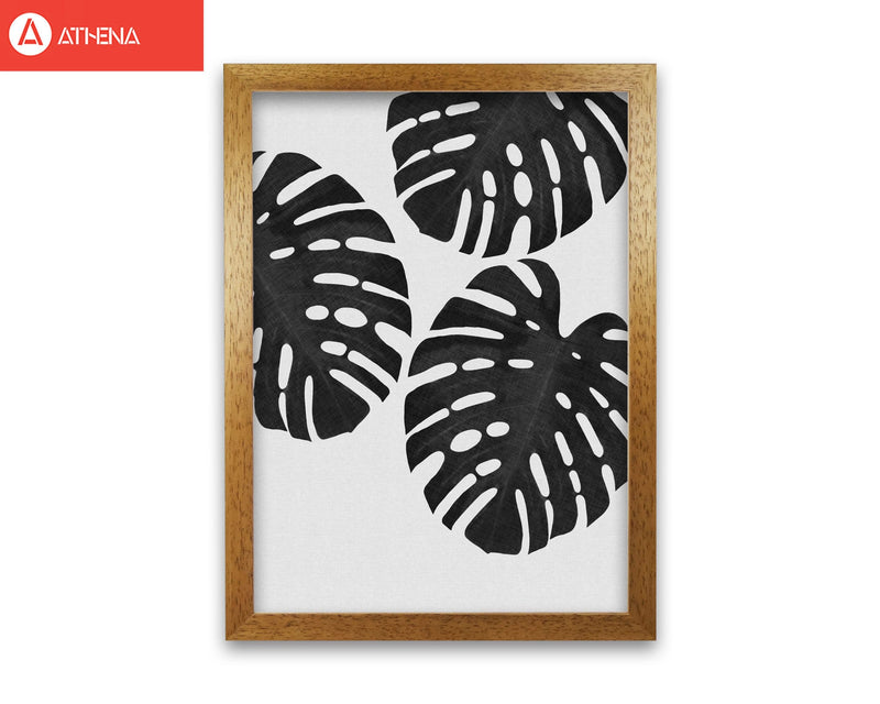 Monstera black &