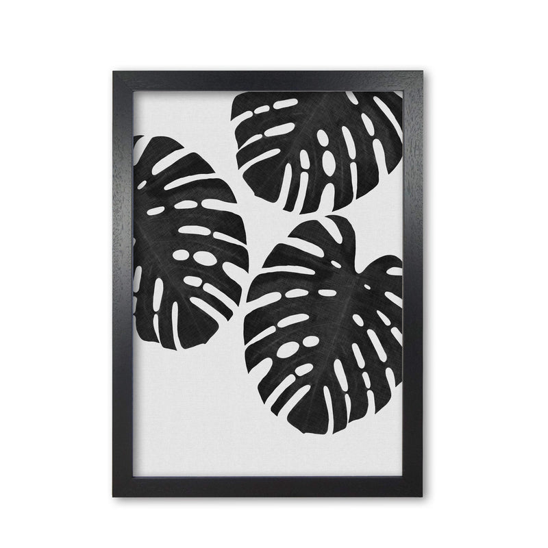 Monstera black &