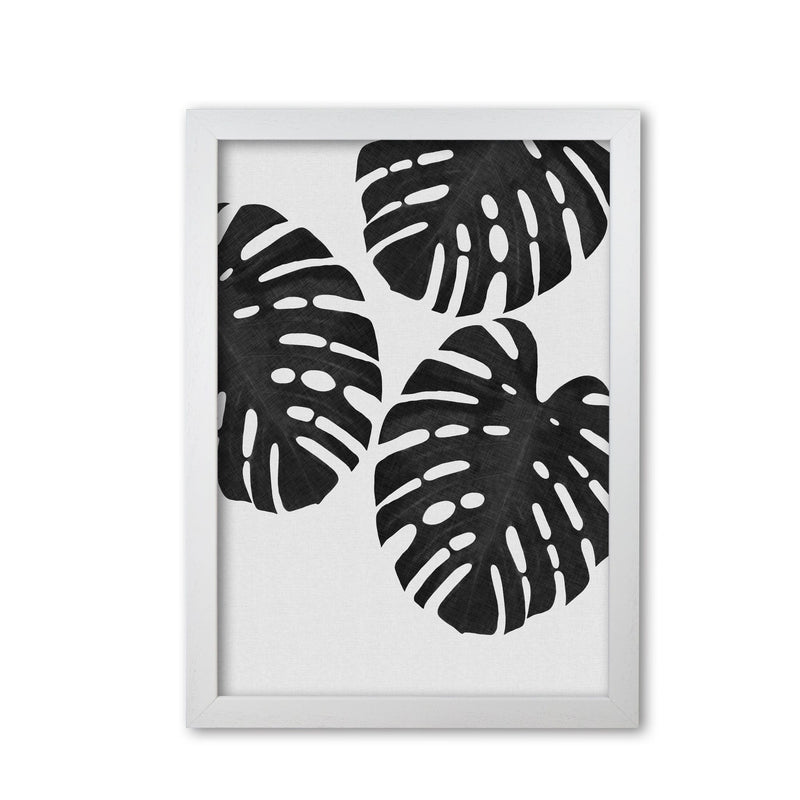 Monstera black &