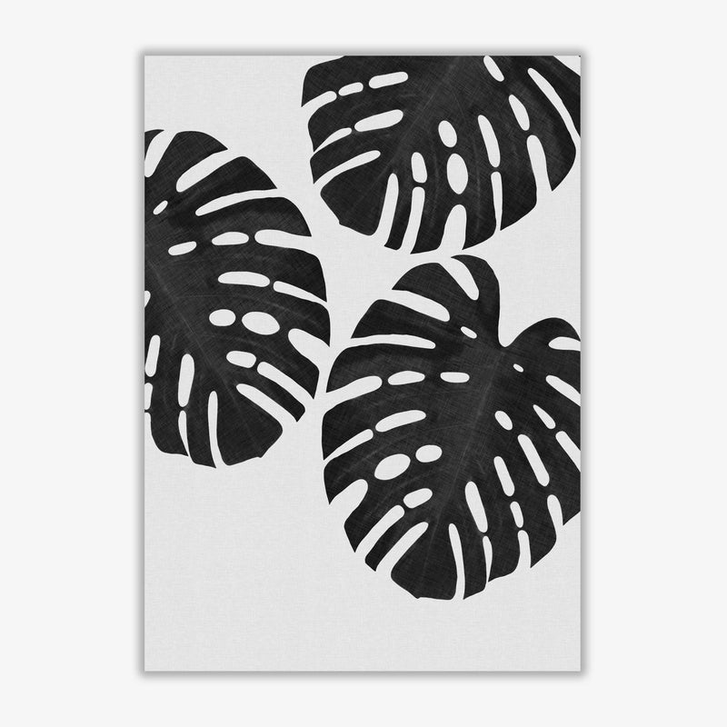 Monstera black &