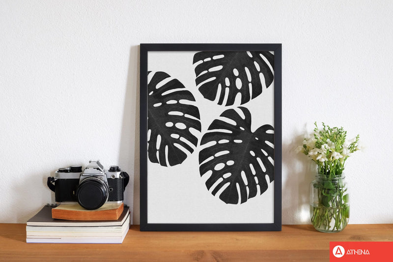 Monstera black &