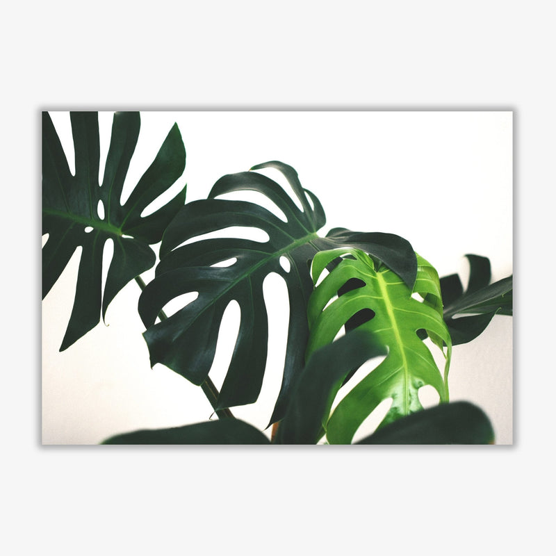 Monstera leaf landscape modern fine art print, framed botanical &
