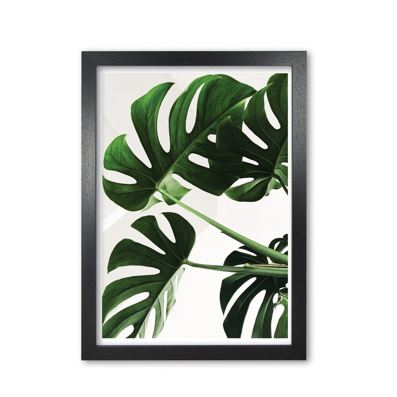 Monstera leaf modern fine art print, framed botanical &