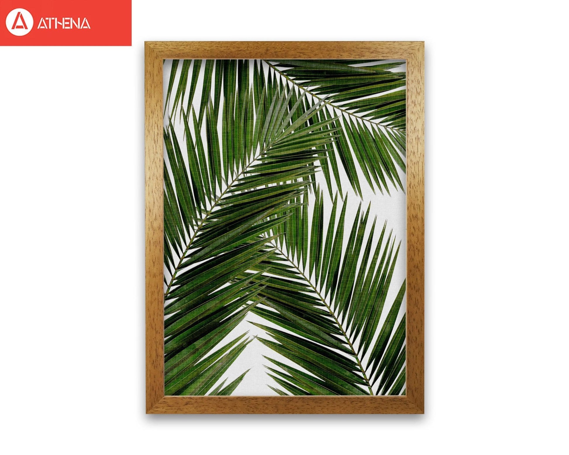 Palm leaf iii fine art print by orara studio, framed botanical &#038; nature art print