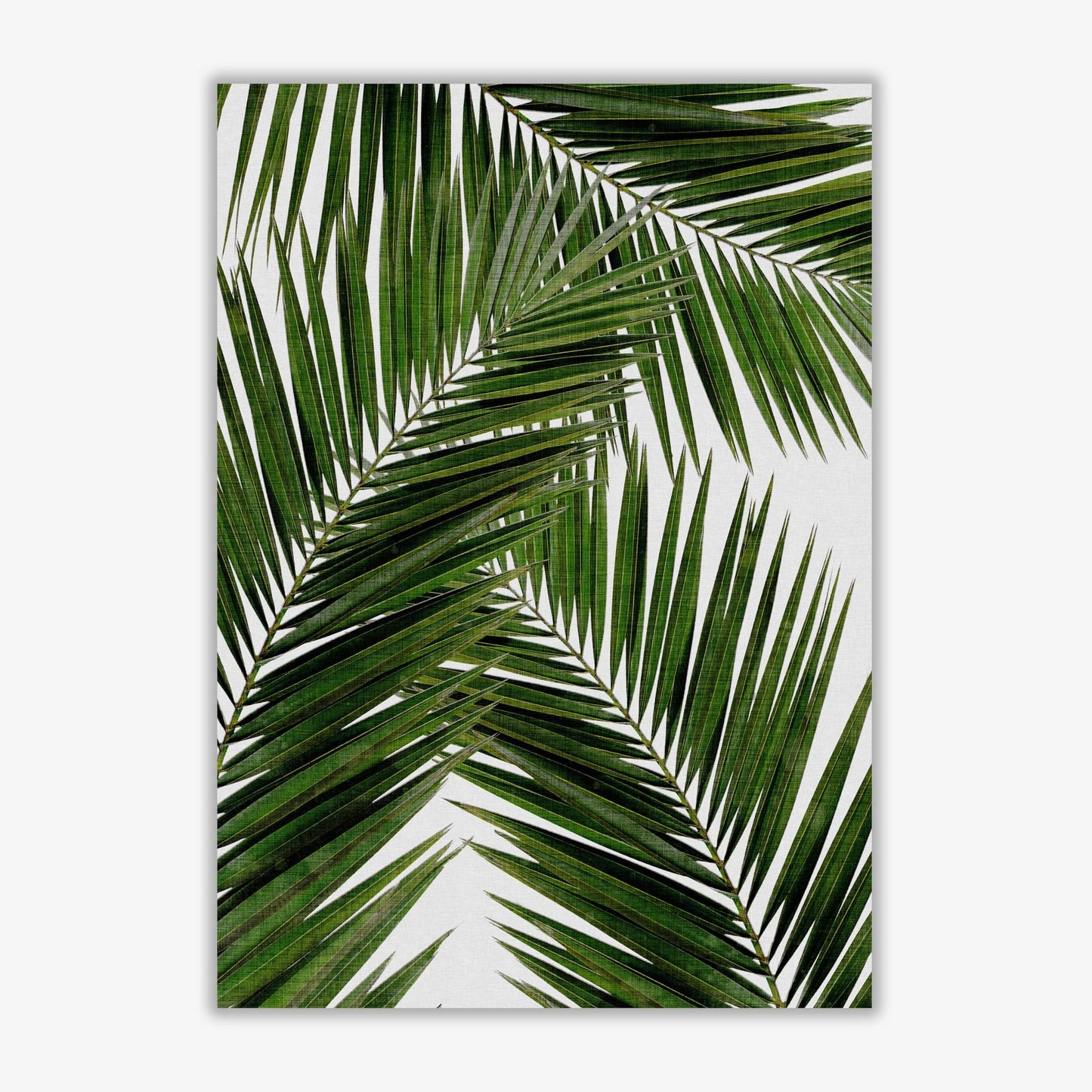 Palm leaf iii fine art print by orara studio, framed botanical &#038; nature art print