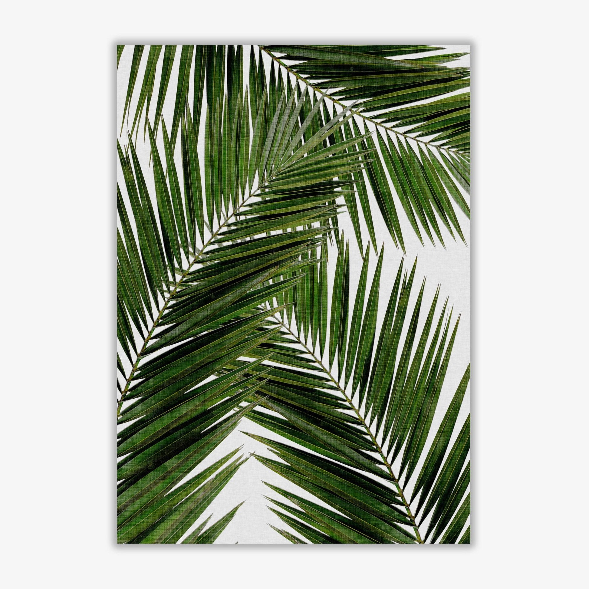 Palm leaf iii fine art print by orara studio, framed botanical &#038; nature art print