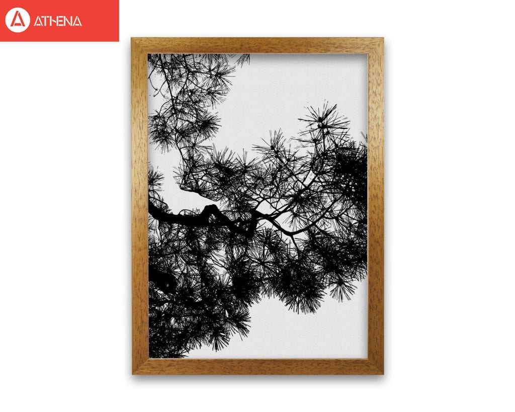 Pine tree black &#038; white fine art print by orara studio