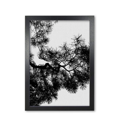 Pine tree black &#038; white fine art print by orara studio
