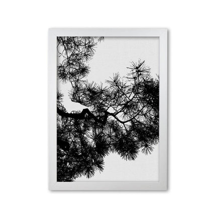 Pine tree black &#038; white fine art print by orara studio