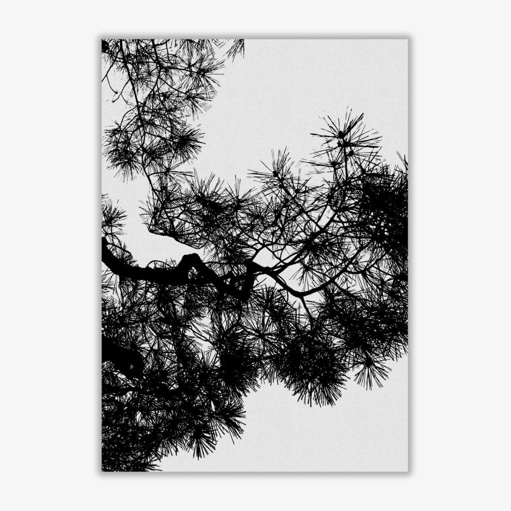 Pine tree black &#038; white fine art print by orara studio
