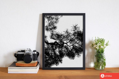 Pine tree black &#038; white fine art print by orara studio