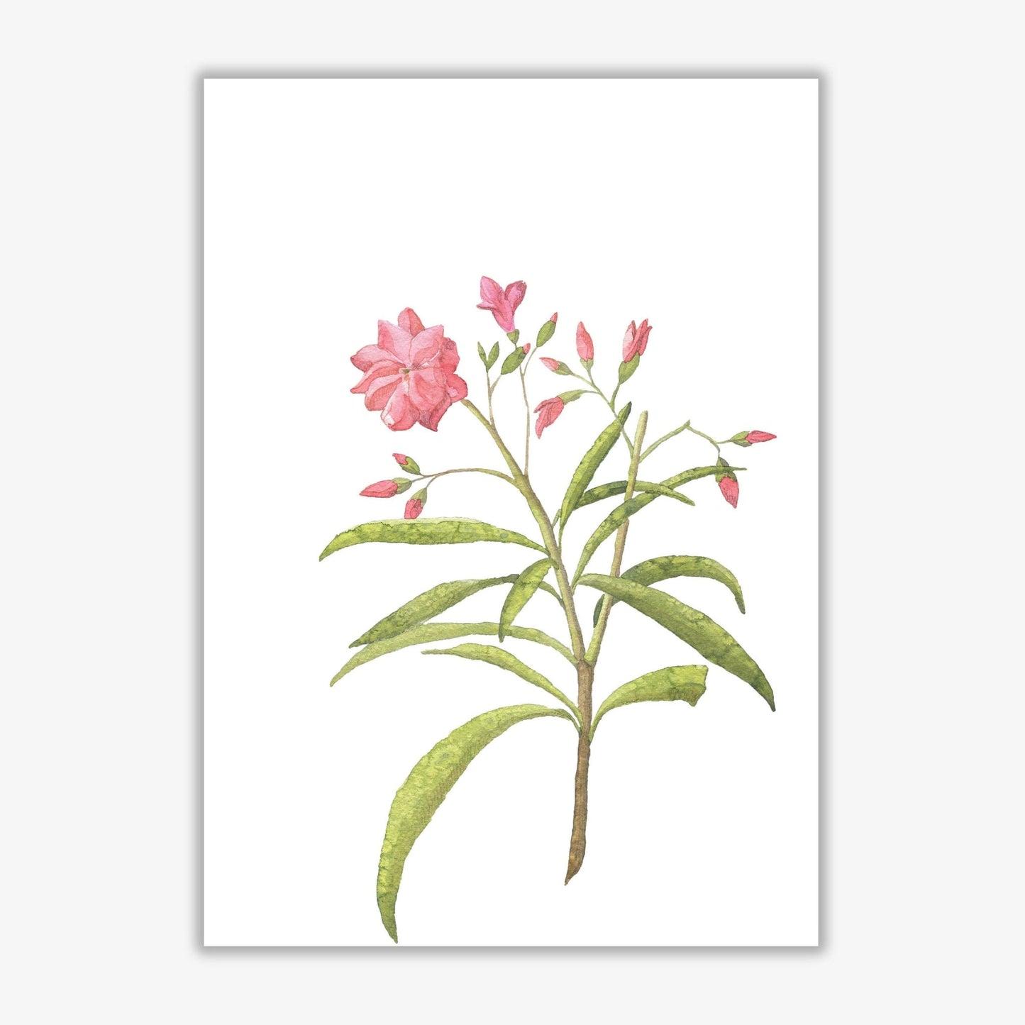 Pink flower modern fine art print, framed botanical &#038; nature art print