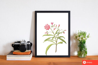 Pink flower modern fine art print, framed botanical &#038; nature art print