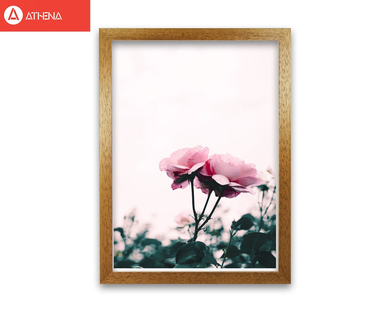 Pink rose modern fine art print, framed botanical &