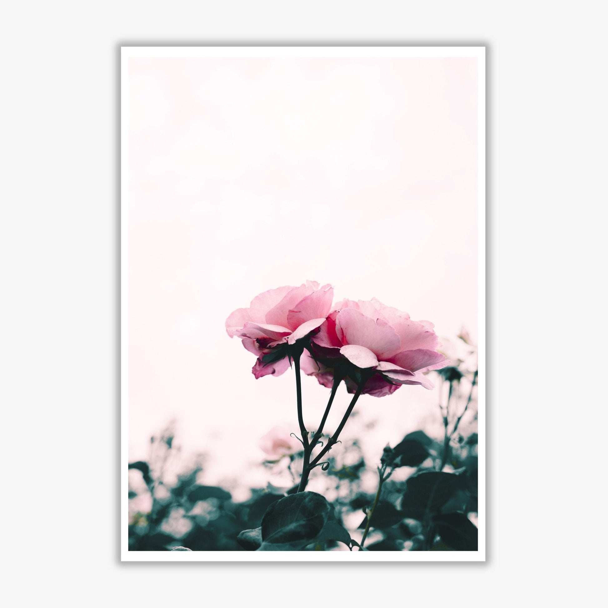 Pink rose modern fine art print, framed botanical &#038; nature art print