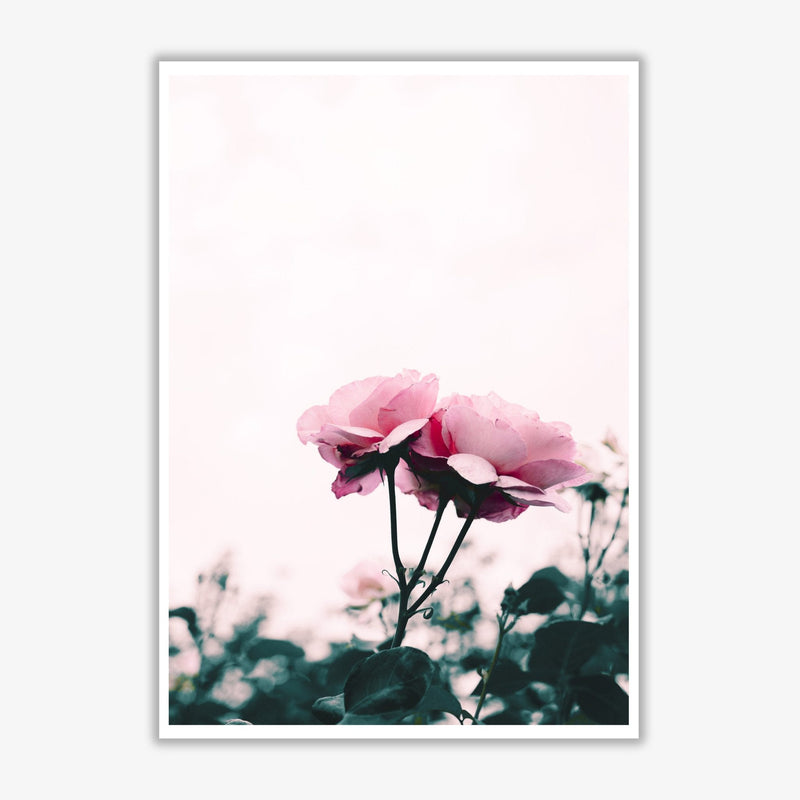 Pink rose modern fine art print, framed botanical &