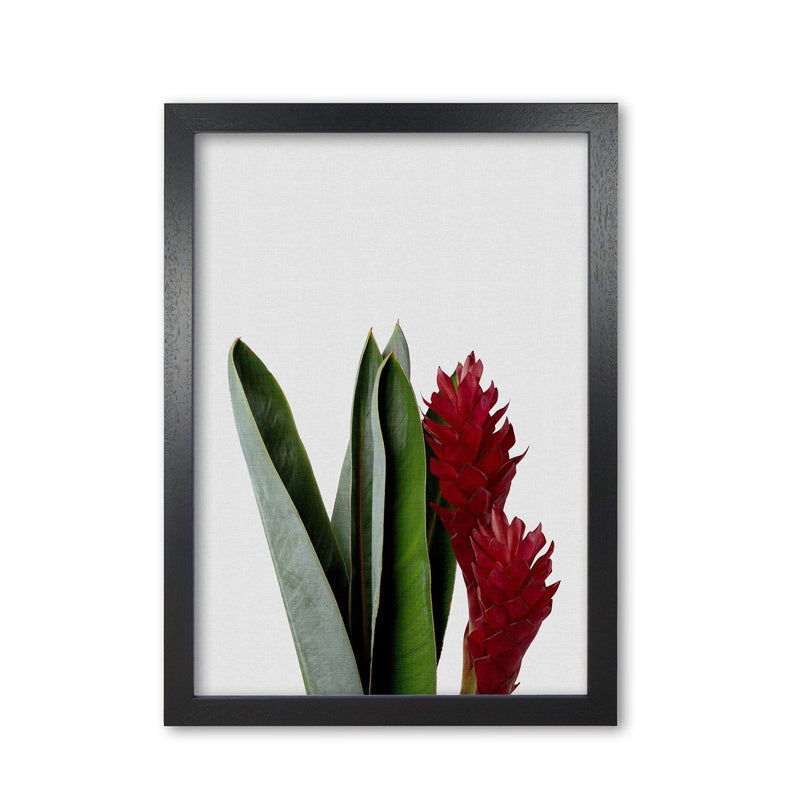 Red flower fine art print by orara studio, framed botanical &