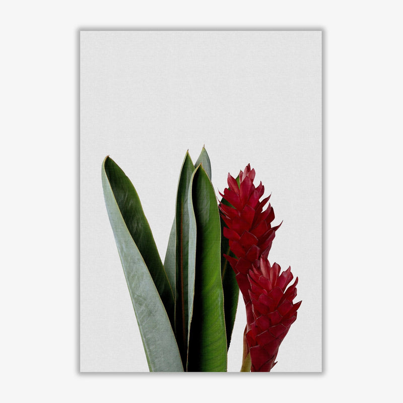 Red flower fine art print by orara studio, framed botanical &