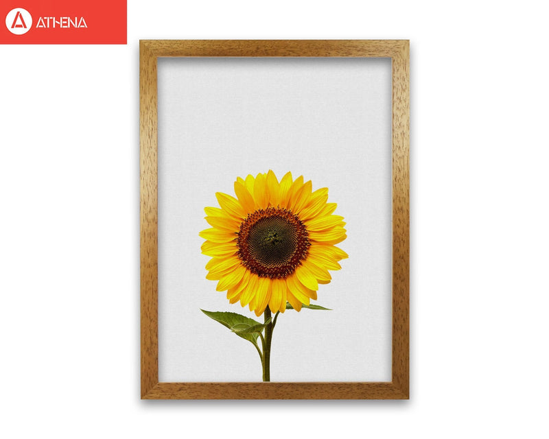 Sunflower still life fine art print by orara studio, framed botanical &