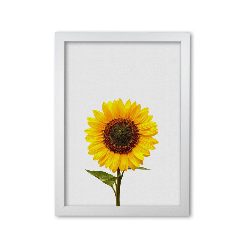 Sunflower still life fine art print by orara studio, framed botanical &
