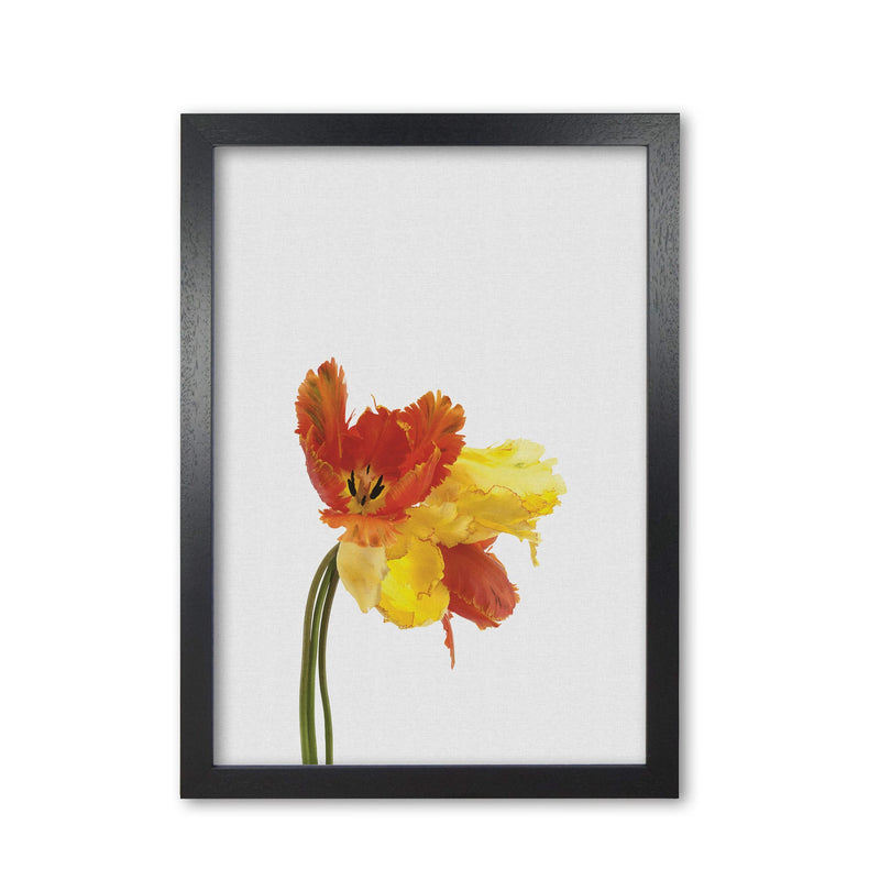Tulip still life fine art print by orara studio, framed botanical &