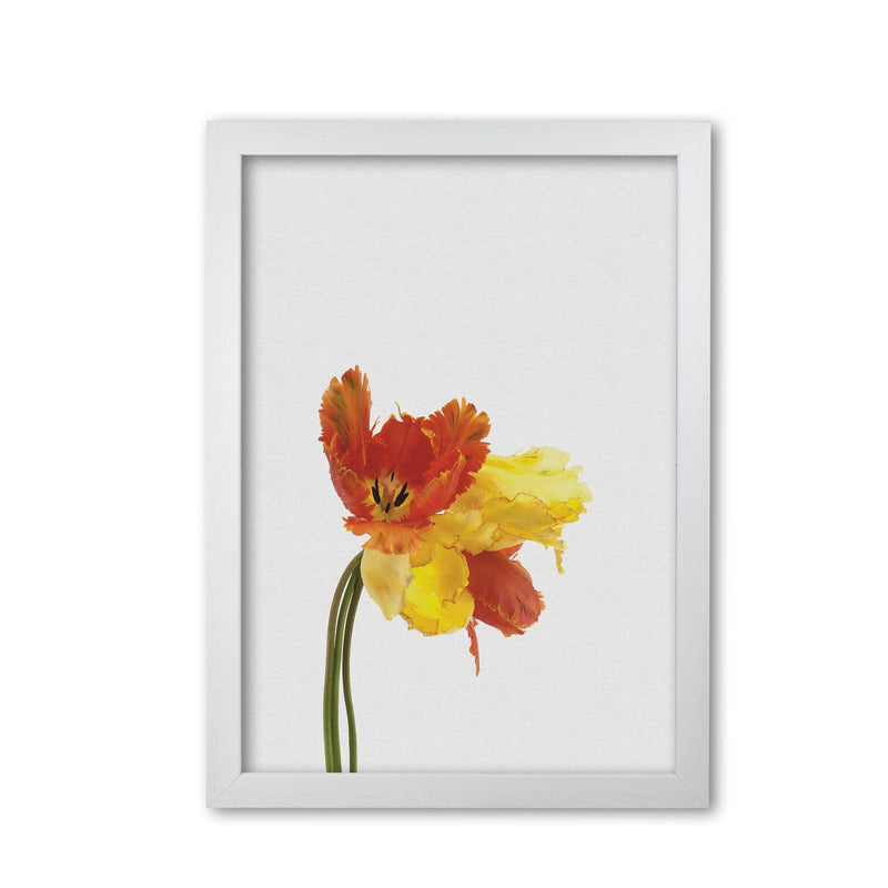 Tulip still life fine art print by orara studio, framed botanical &