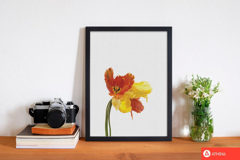 Tulip still life fine art print by orara studio, framed botanical &