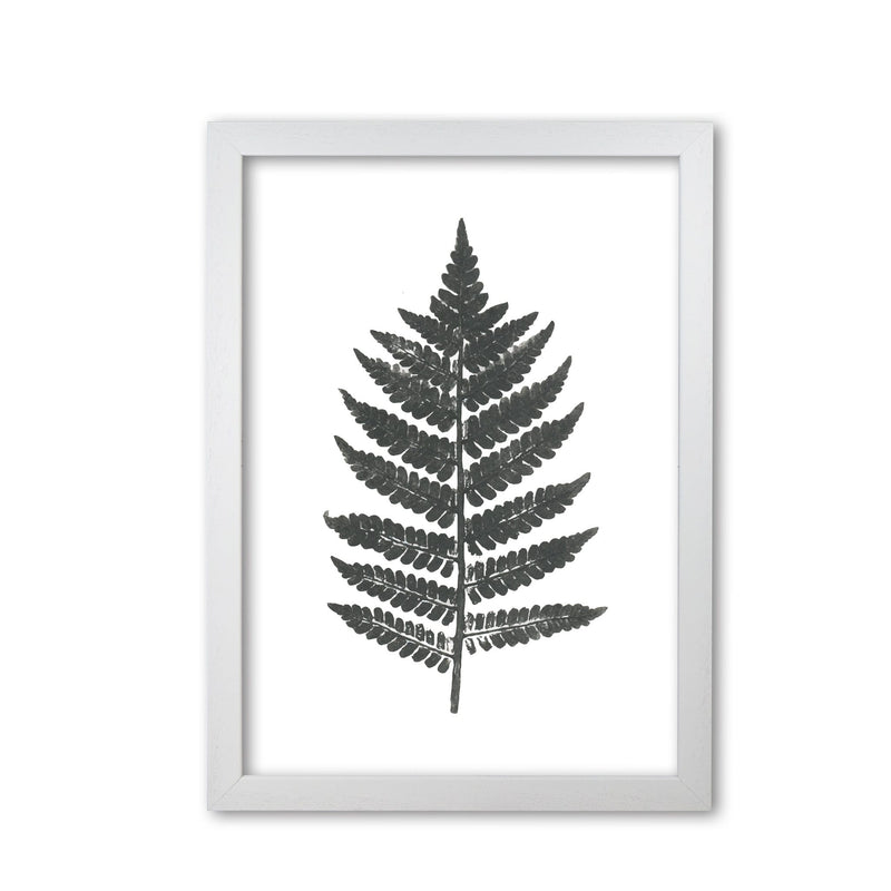 Vintage fern modern fine art print, framed botanical &